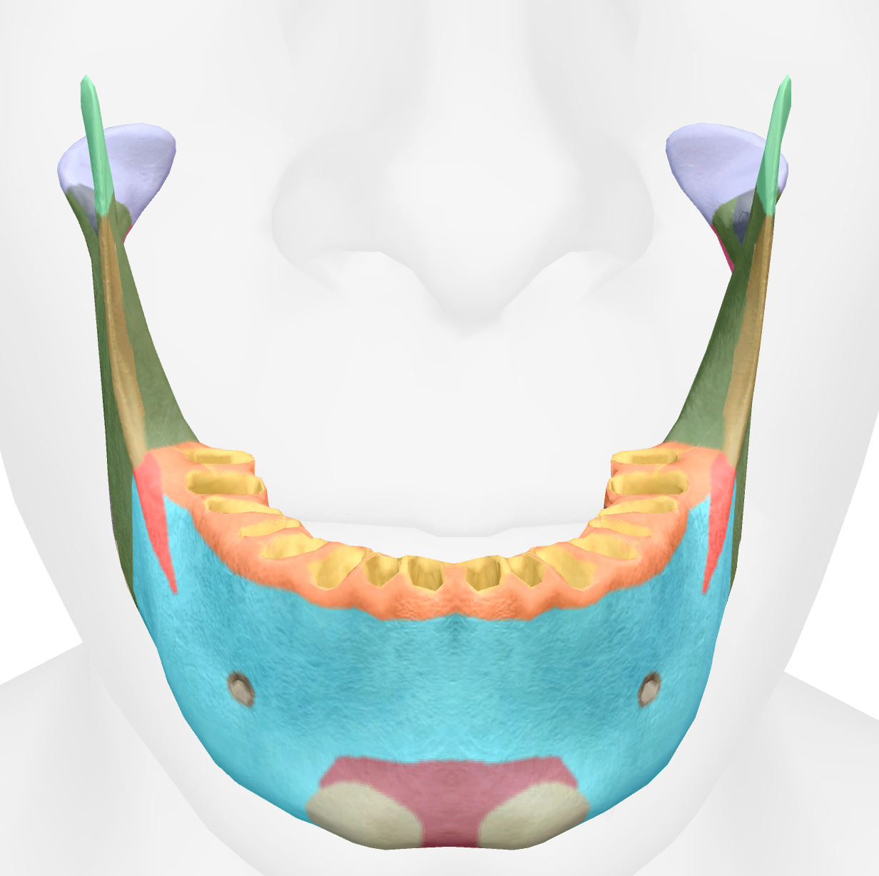 <p>main bone below the teeth of the mandible </p>