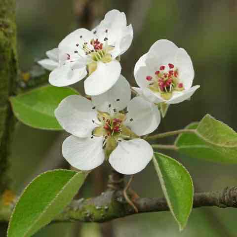 <p>Pyrus communis</p>