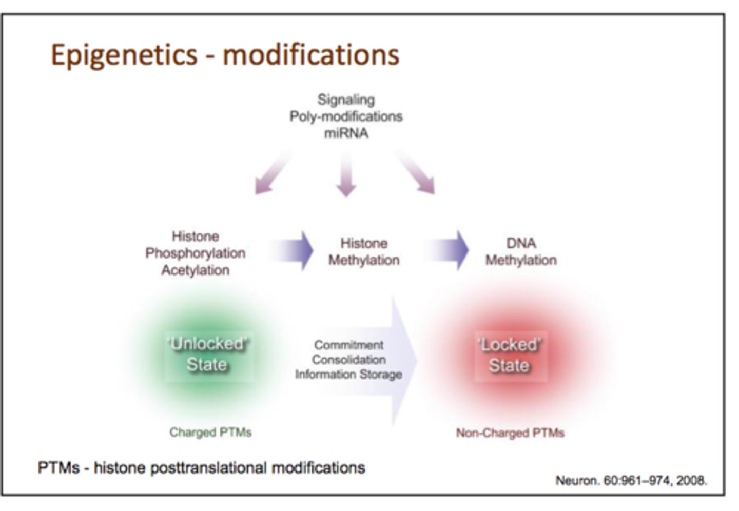 <p>Even with identical DNA, environmental factors like diet can "rewire" gene expression through epigenetics, shaping health outcome</p>