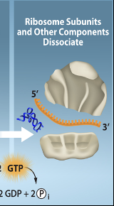 <p>Translation-Termination Step 3</p>