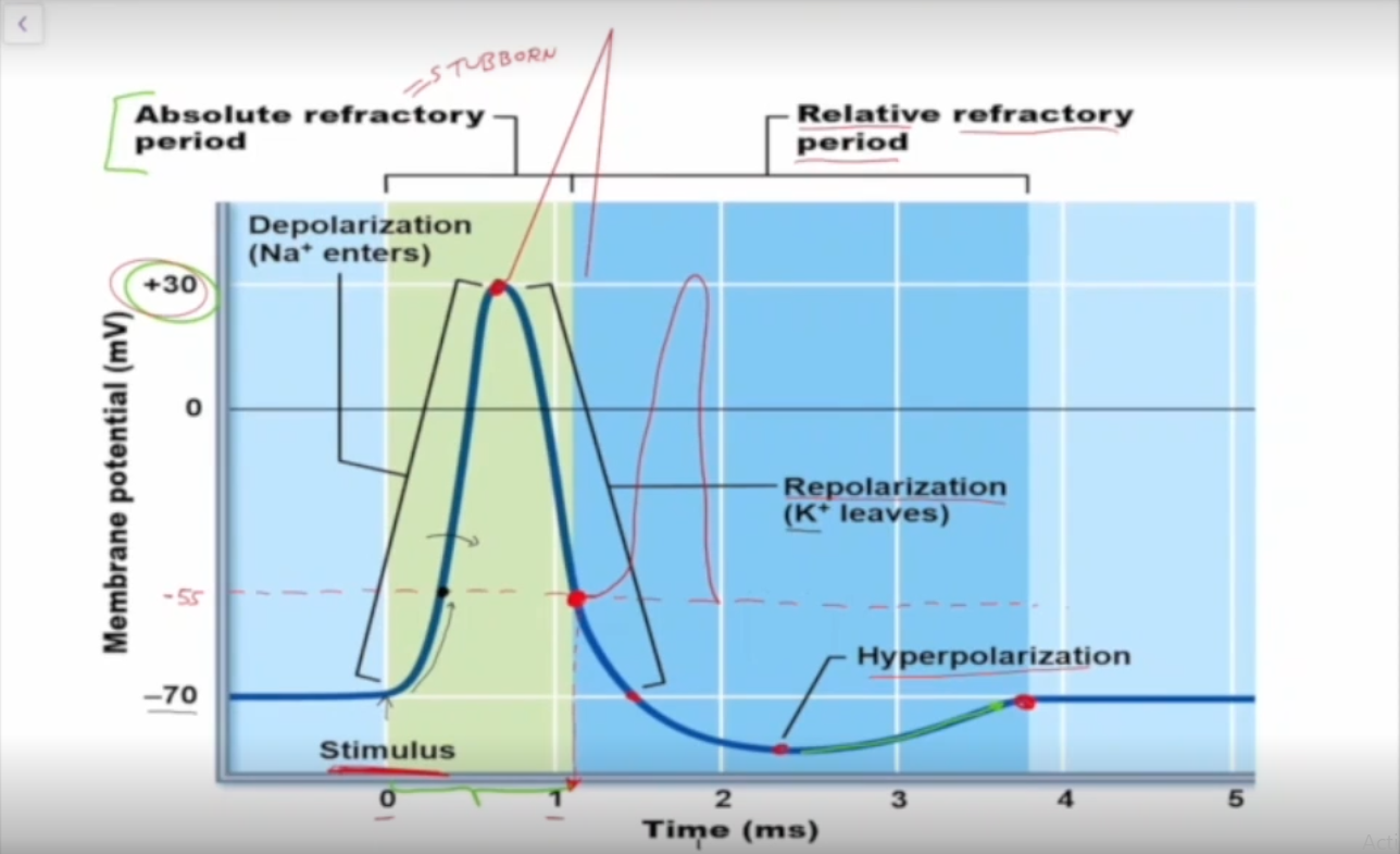 <p>From -55mV onwards, can get to another action potential if enough sodium enters.</p>