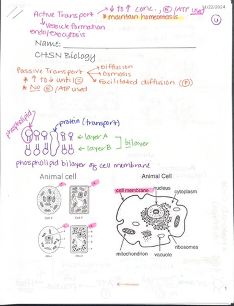 <p>The movement of substances across a cell membrane against their concentration gradient, requiring ATP.</p>