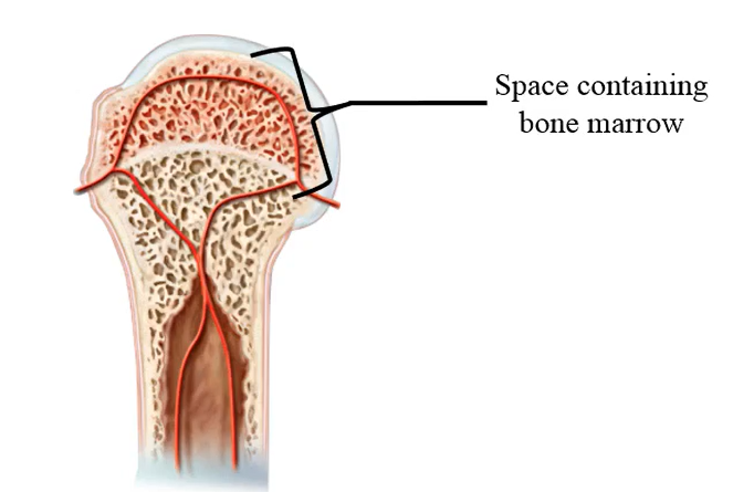 <p>Bone marrow</p>