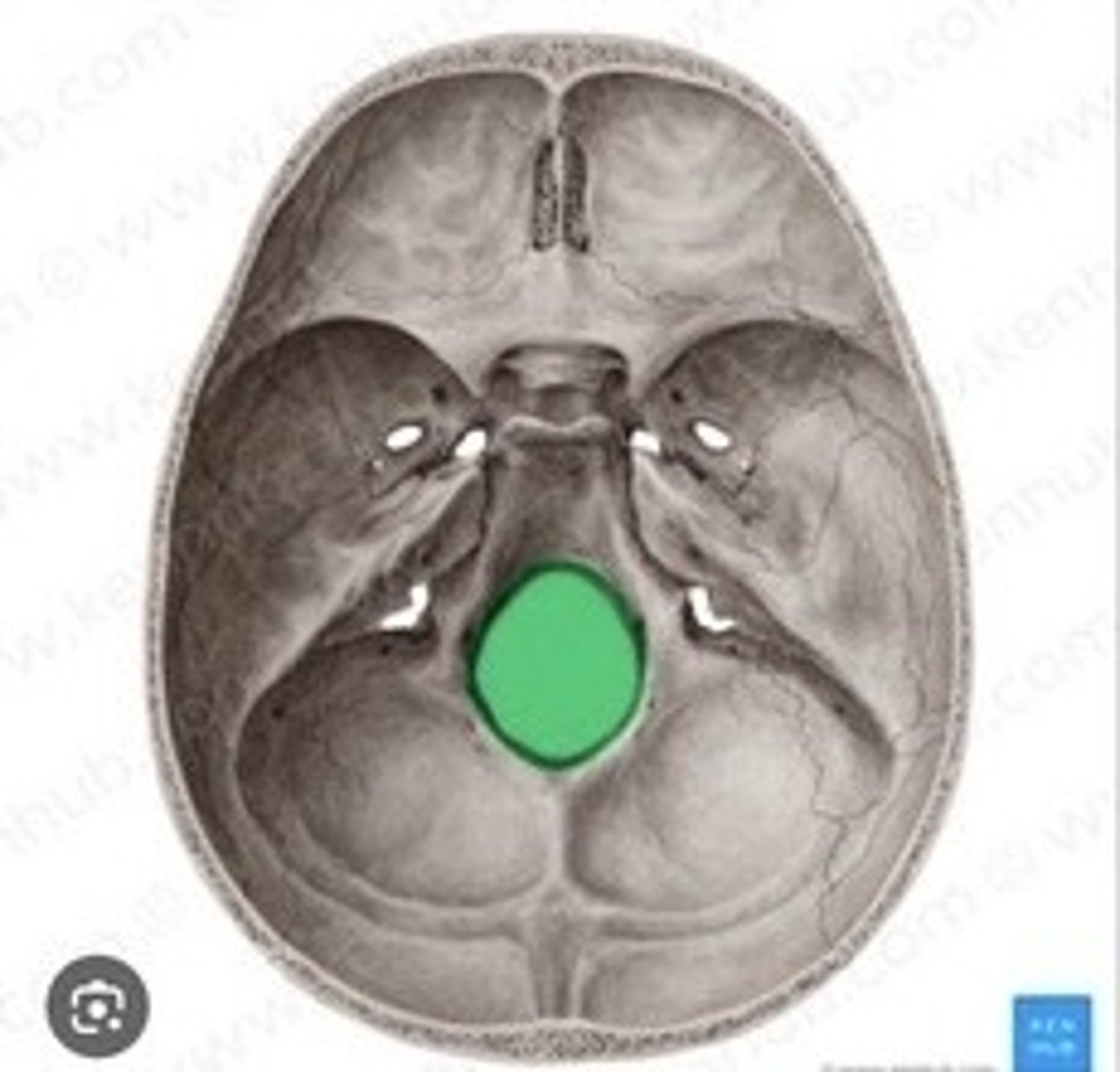 <p>Large opening for spinal cord passage.</p>