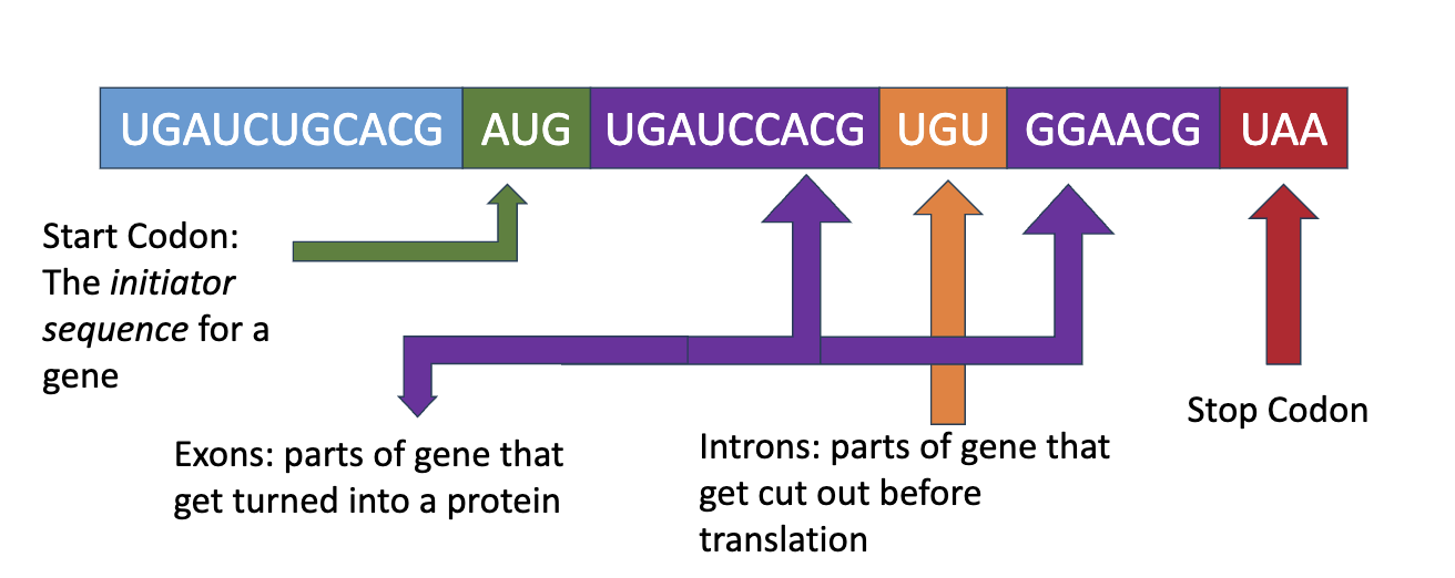 <p>Intron: parts of gene that gets cut out before translation</p><p>Exons: parts og gene that get turned into a proton </p><p>transposon: types of a DNA sequence that can make copies of itself &amp; move itself to different spots of the genome </p>