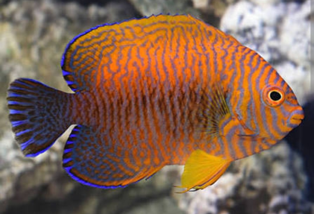 <p>Pomacanthidae family</p><p class="has-focus">Doet consists of detritus supplemented with a varied marine algae</p><p class="has-focus">Bright orange with blue highlights, dark blue towards caudal fin</p>
