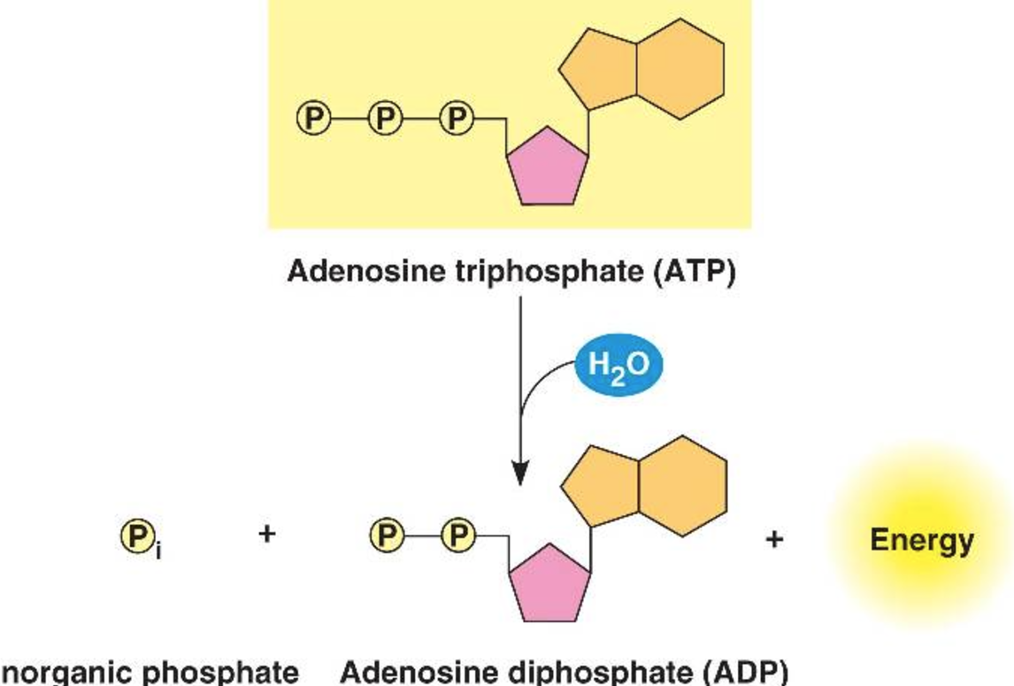 <p>What happens when <strong>ATP is hydrolysed</strong>/condensed (synthesis)?</p>