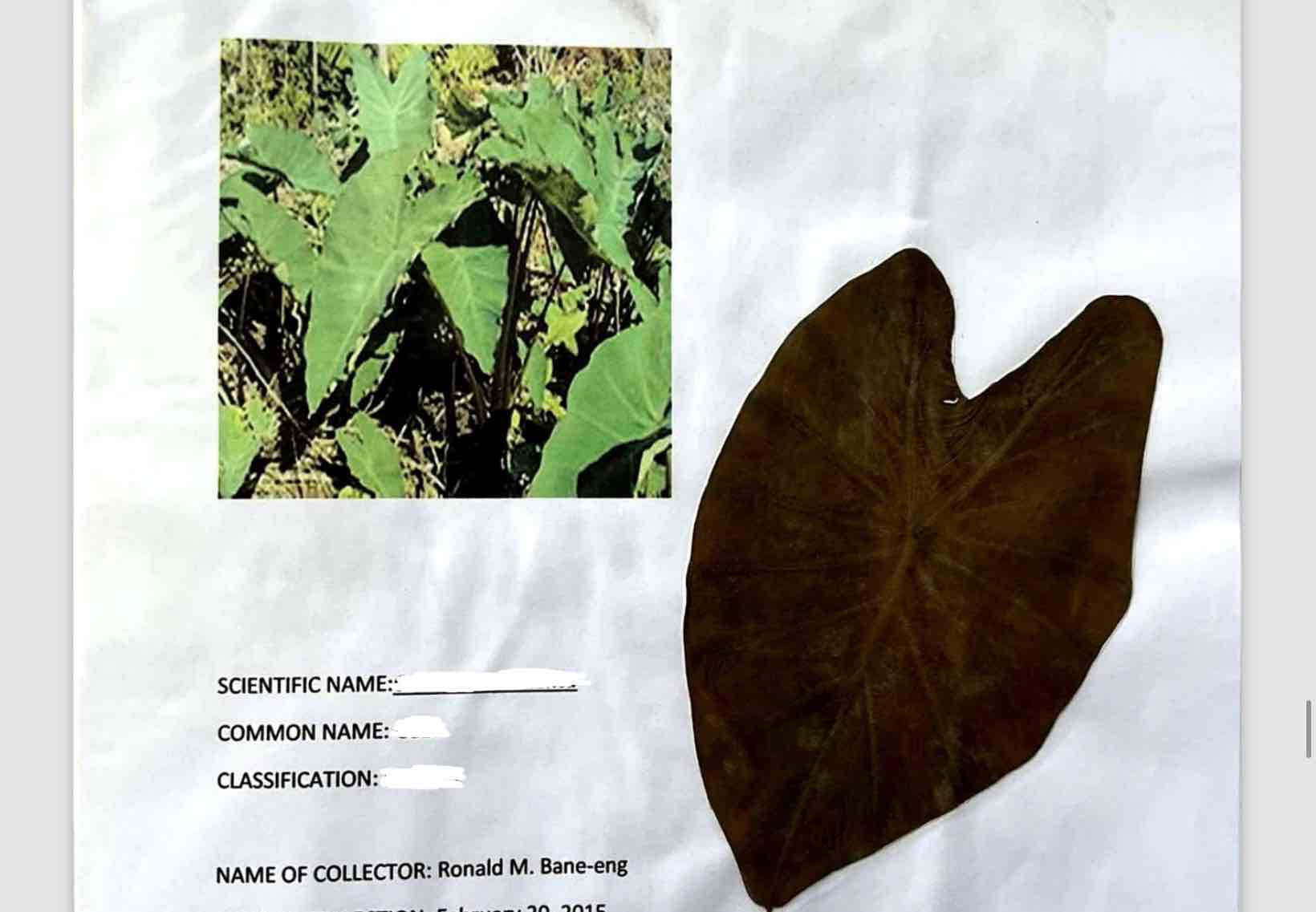 term image