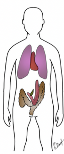 <p>build: frail</p><p>abdomen: short</p><p>thorax: long, shallow</p><p>pelvis: wide</p>