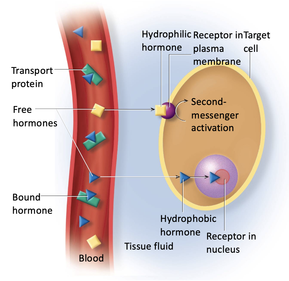 <p>cannot pass through the membrane, so it binds with a receptor cell to utilize a second messenger to do the job.</p>