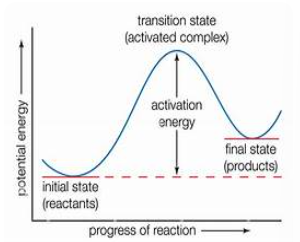 <p>Transition State</p>