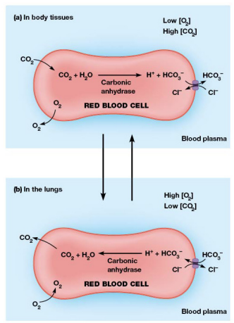 <ul><li><p>Waste co2 diffuses into erythrocytes where it is converted into HCO3-</p></li><li><p>Moves out to prevent net charge imbalance</p></li><li><p>In lungs this is reversed</p></li></ul><p></p>