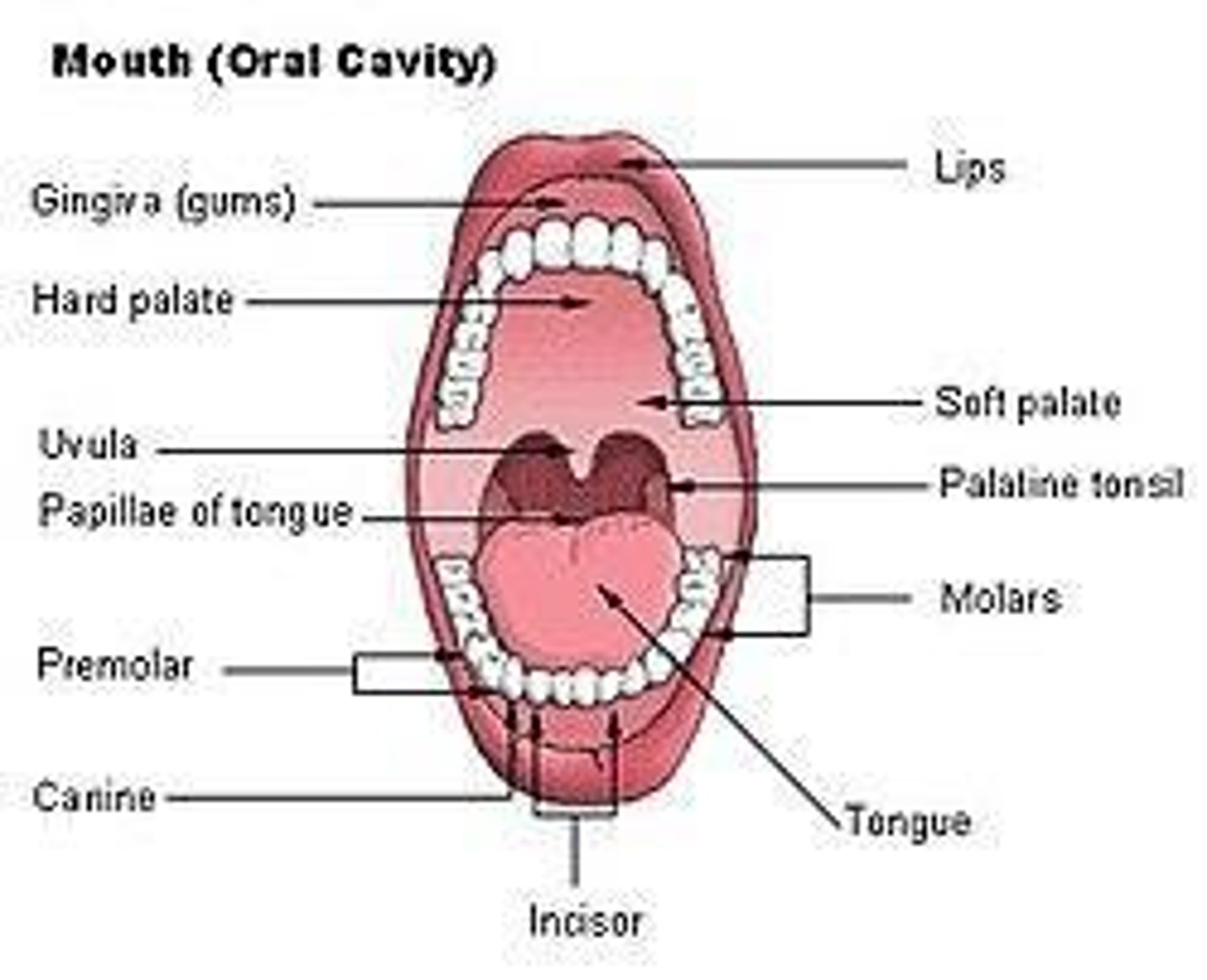 <p>Ingestion, taste and sensory responses, chewing and chemical digestion, swallowing, speech, and respiration.</p>