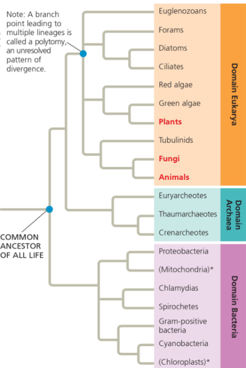 <p>According to this phylogeny, which two domains are most closely related?</p><p>A. Eukarya and Archaea</p><p>B. Eukarya and Bacteria</p><p>C. Archaea and Bacteria</p>