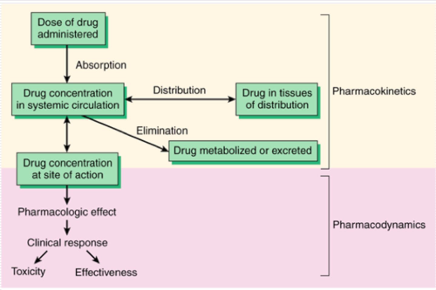 <p>Pharmacokinetics: What the BODY does on the drugm (ADME)</p><p>Pharmacodynamics: What the DRUG does on the body (effect of drug on target cells)</p>