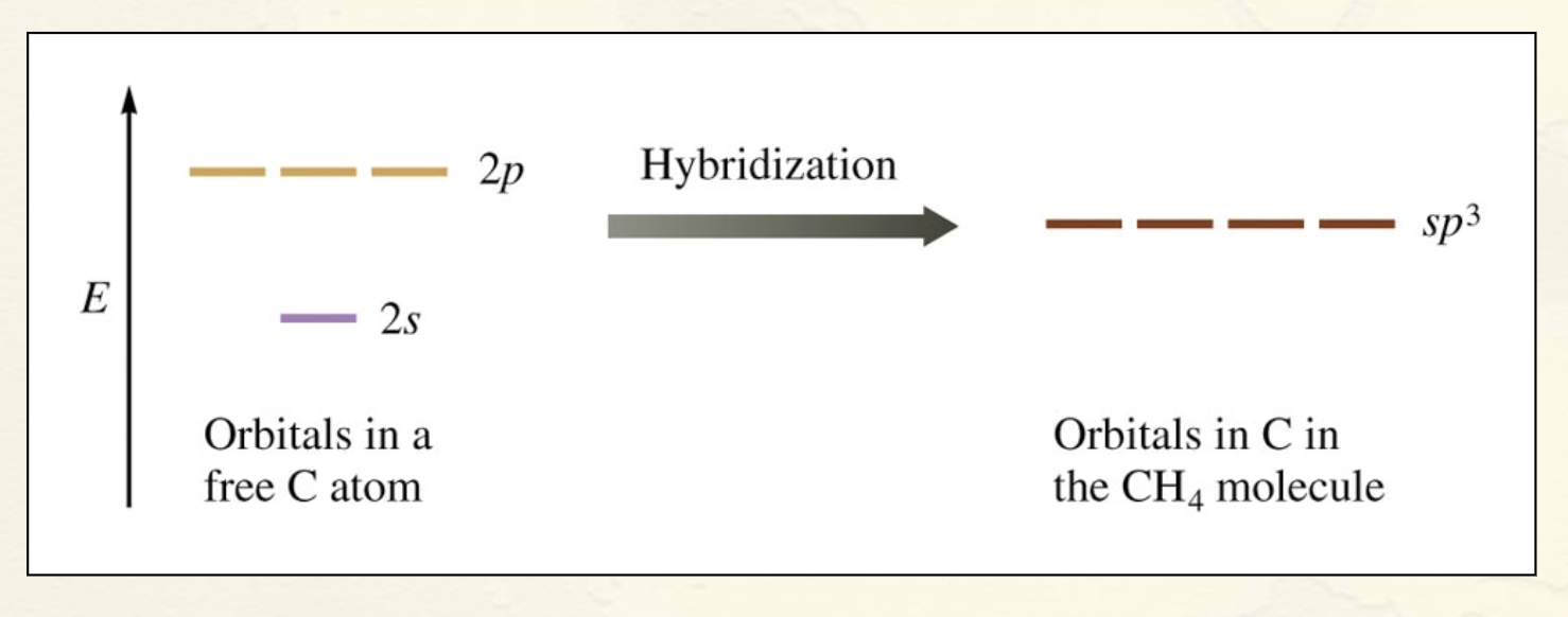 <p>3 2p orbitals and 1 2s orbital come together to become 4 sp<sup>3</sup> orbitals.</p>