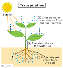 <p>Transpiration</p>