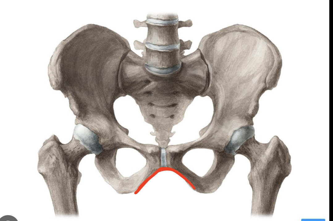 <p>the shape formed under the two pelvic bones</p>