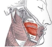<p>What muscle is this?</p>