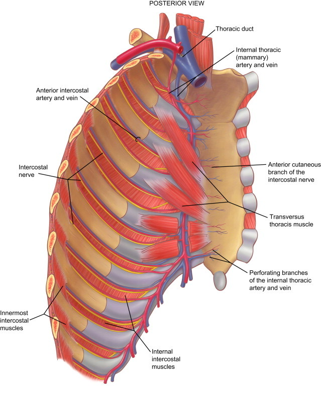 <p>Jak je jmenuje tento sval? Ú a Z? Fce?(více napravo)</p>