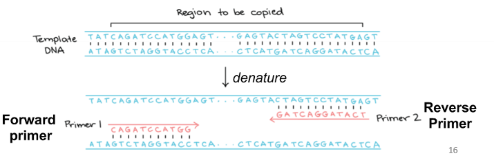 <p>attaches to sense strand</p>