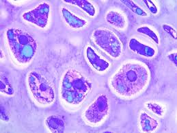<p>mature cells that maintain the cartilage matrix; embedded within lacunae.</p>