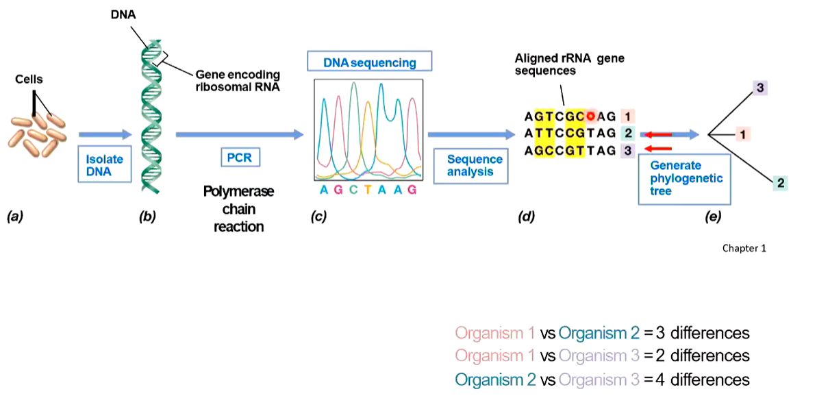 <p>Isolate DNA (of separate cell types to compare)</p><p>PCR amplification</p><p>Sequence PCR amplified genes (AGTC sequence)</p><p>Sequence analysis</p><ul><li><p>align rRNA gene sequences</p></li><li><p>compare differences</p></li></ul><p>Generate phylogenetic tree</p><ul><li><p>based on relatedness</p></li><li><p>length of branches indicates number of differences</p></li></ul><p></p>