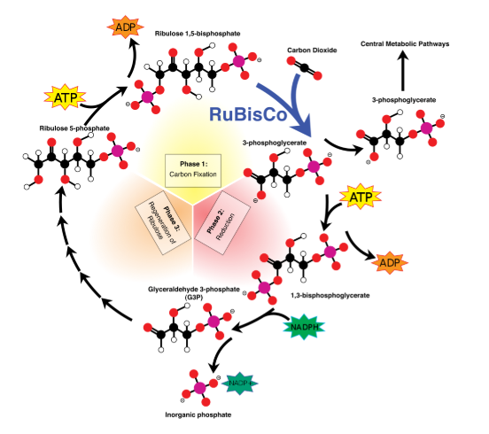 <p>The remaining 5 groups of 3 Carbon chains reform to become 3 RuBP again</p>