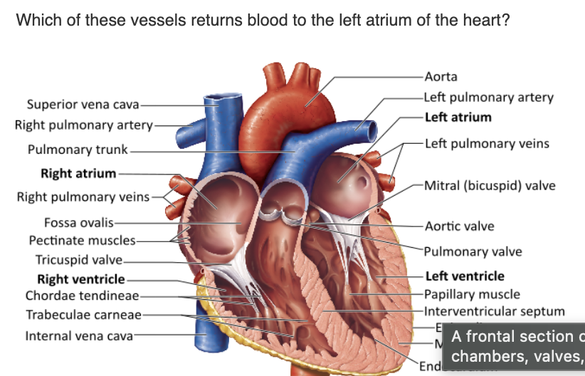<p></p><p>1.superior vena cava        </p><p>2.pulmonary trunk        </p><p>3.coronary sinus        </p><ol start="4"><li><p>pulmonary veins        </p></li></ol><p></p>