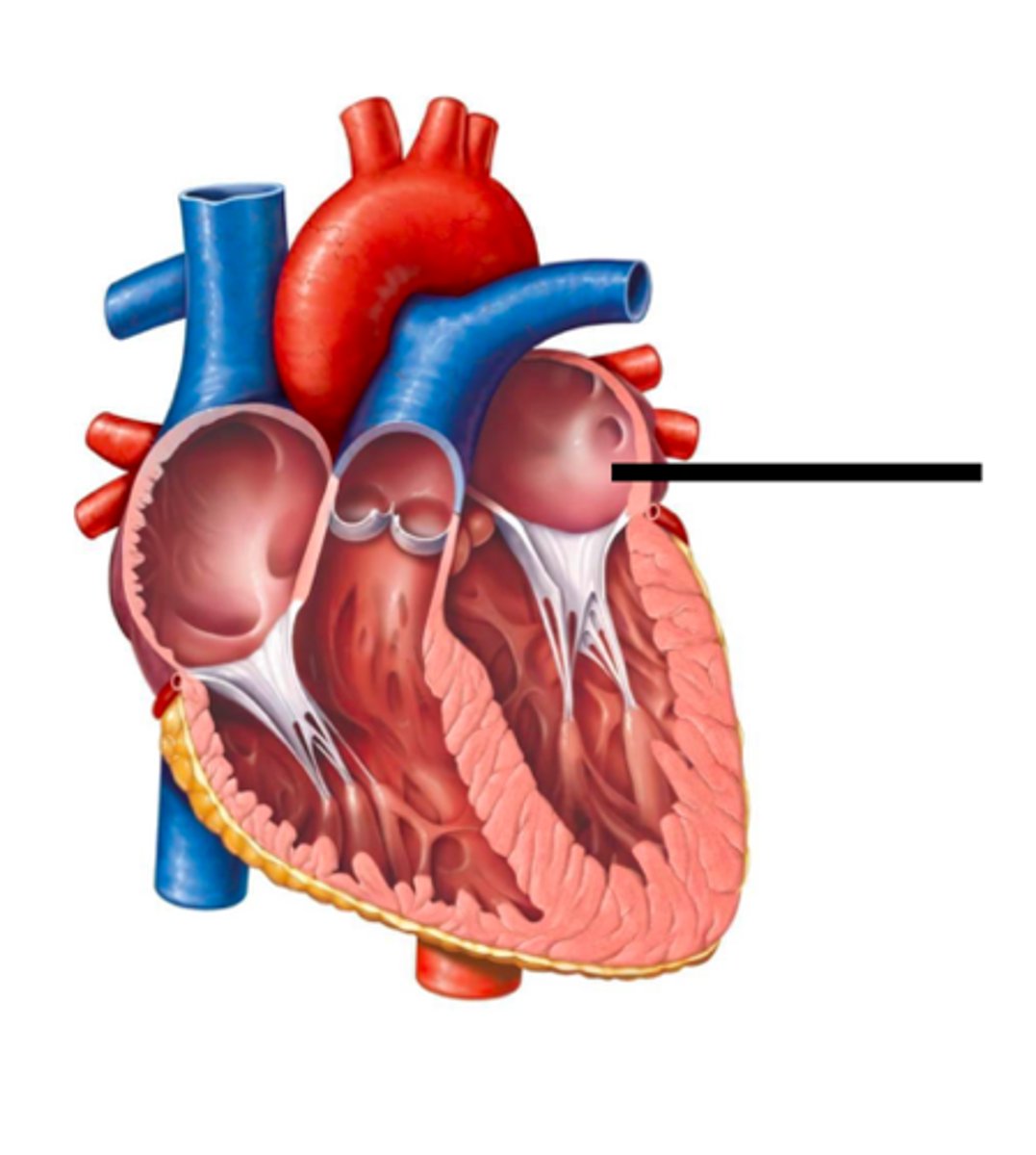 <p>ts primary roles are to act as a holding chamber for blood returning from the lungs and to act as a pump to transport blood to other areas of the heart.</p>