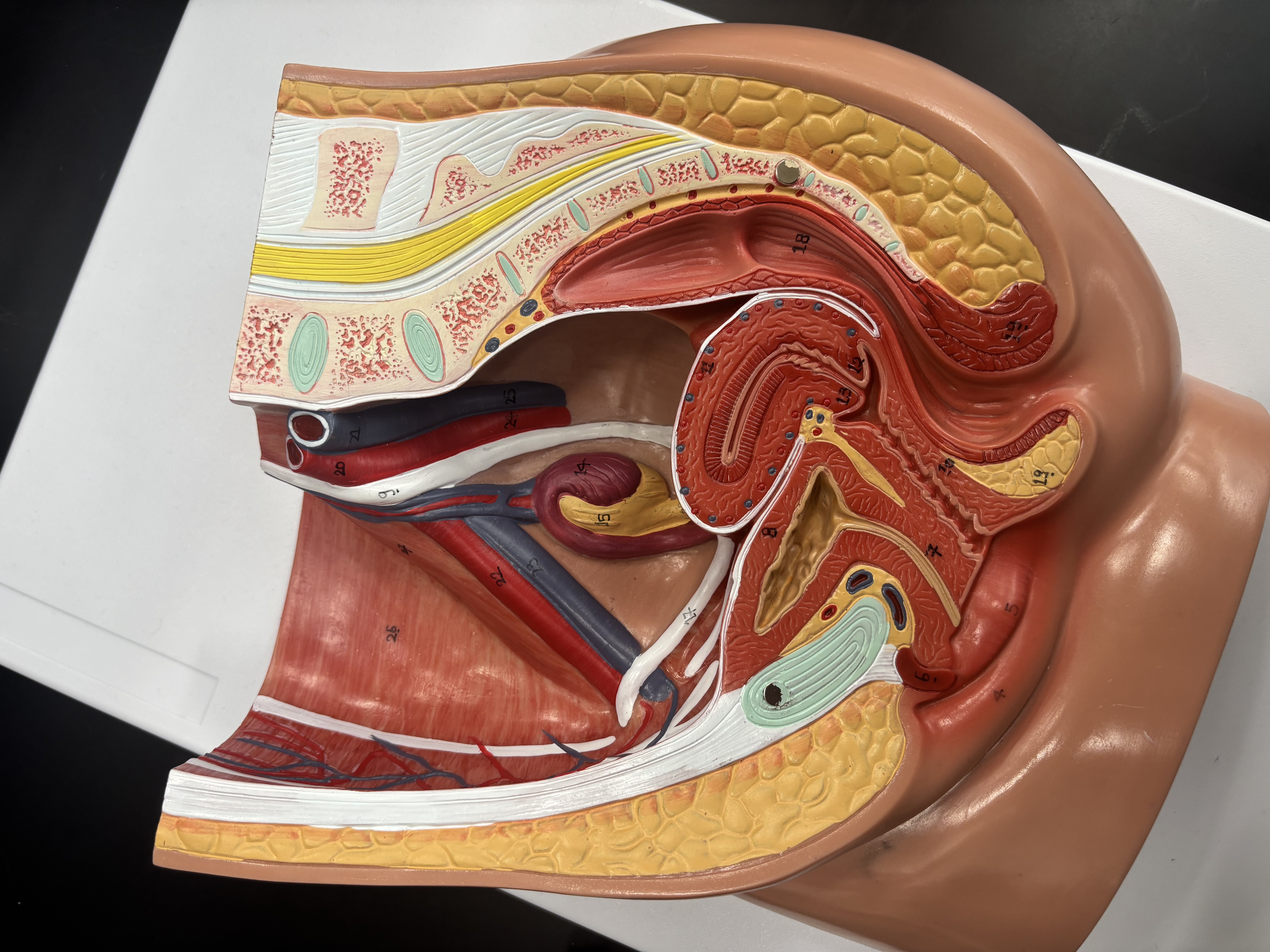 <p>cervix</p>