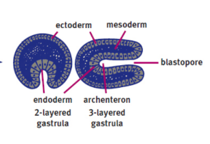 <p>blastula after invagination and differentiation</p>