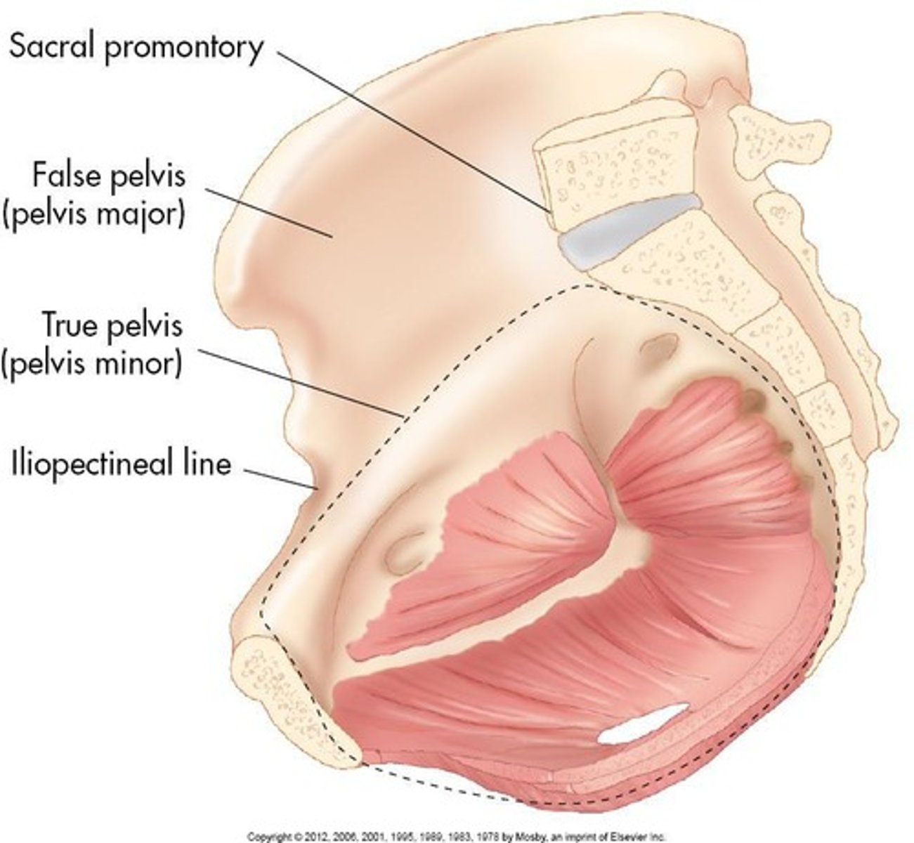 <p>Consists of four bones: two innominate (coxal) bones, sacrum, and coccyx.</p>