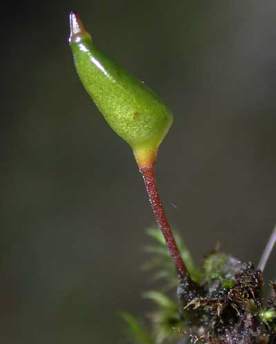 <p>No leaves, just capsule</p>