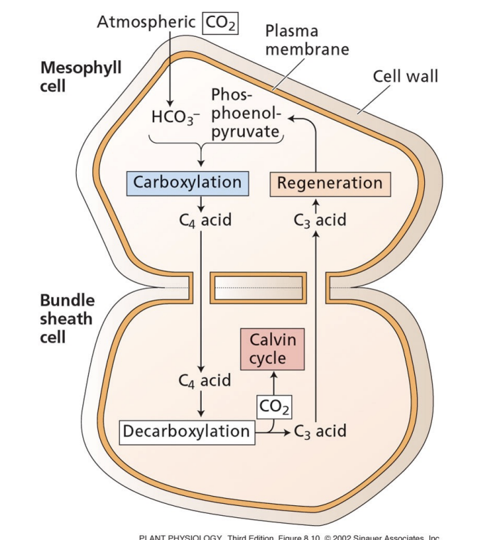 <ul><li><p>you have to accumulate CO2 in bundle sheath cells → 2 ATP per CO2</p></li></ul><p></p>