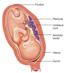 <p>Placenta </p>