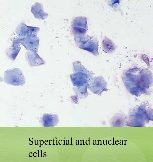 <p>What estrous stage is this</p>