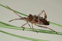 Leaf-like hind tibias in leaf-footed bugs
Head narrower than thorax