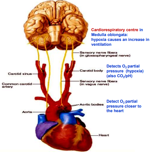 <ul><li><p>Found in the carotid &amp; aortic bodies.</p></li><li><p>Detect changes in PP of O₂ &amp; CO₂/pH in the blood &amp; send signals to the medulla oblongata to regulate respiratory rate.</p></li></ul><p></p>