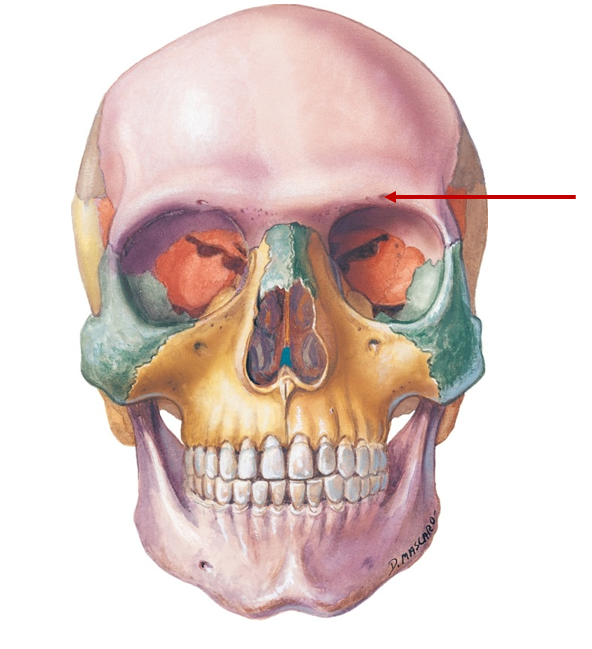 <p>Below eyebrow, small opening in supraorbital margin</p>