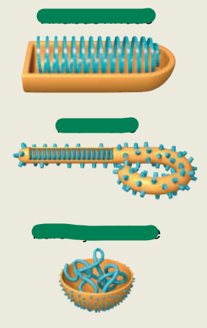 <p>Single-stranded RNA, – strand (one strand of RNA, <strong>enveloped</strong>)</p>