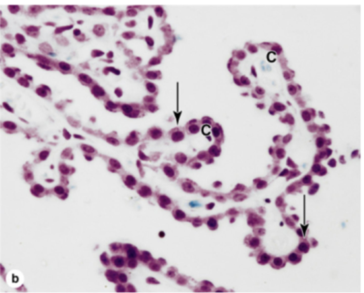 <p>Identify the cell</p>