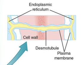 <p>selectively permeable that covers the protoplasm</p><p>(located inside of the cell walls)</p>