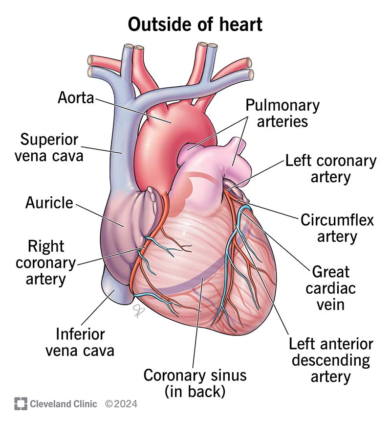 <p>Blood Flow in the Heart </p>