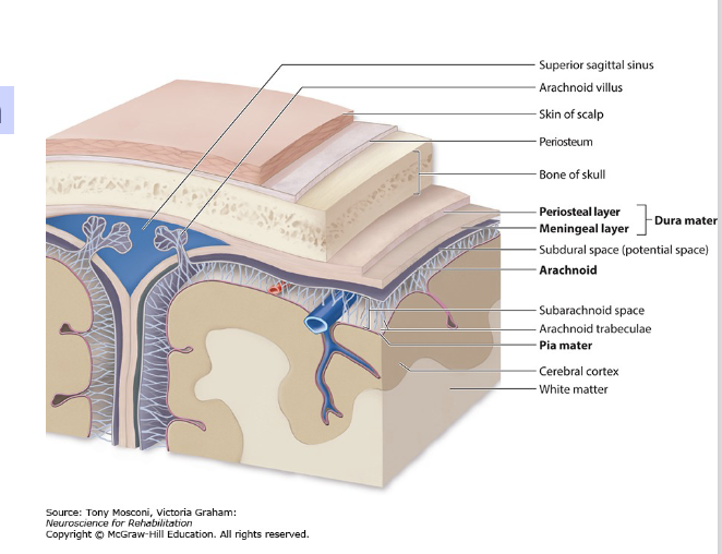 <p><span>• Different strokes affect distinct brain areas depending on the artery involved.<br>• Early recognition of symptoms is crucial for timely intervention.<br>• Understanding the arteries helps predict outcomes and guide treatment.</span></p>