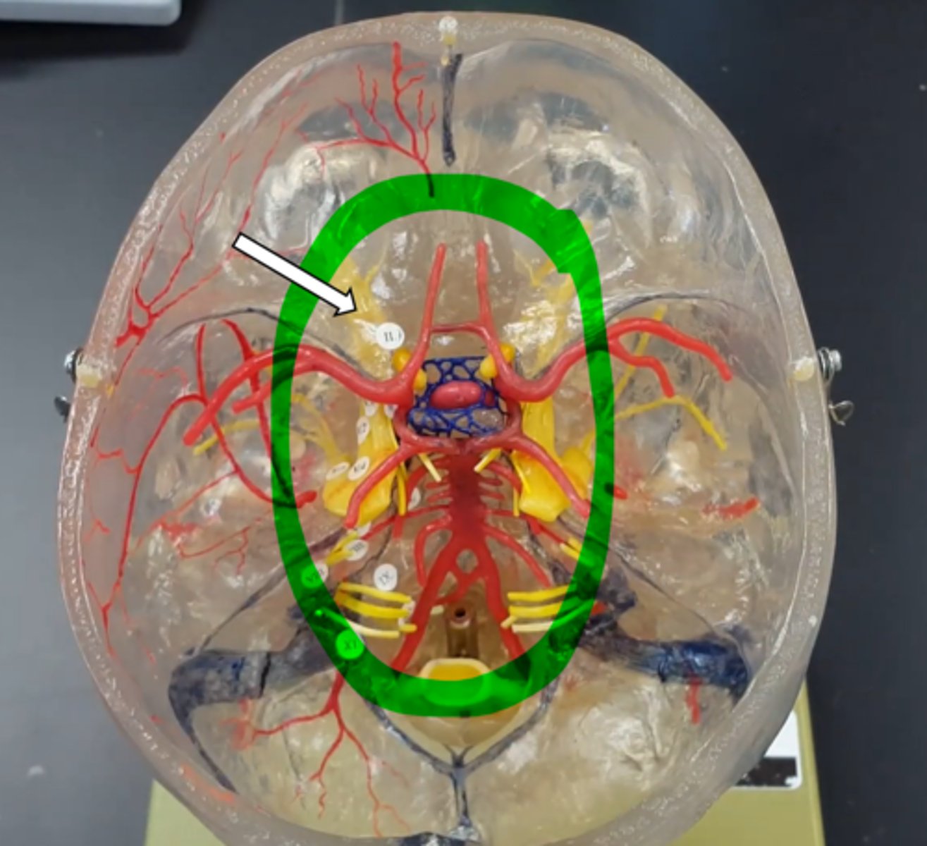 <p>name the structure</p>