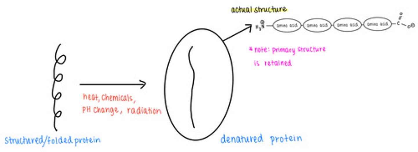 <p>protein denaturation</p>