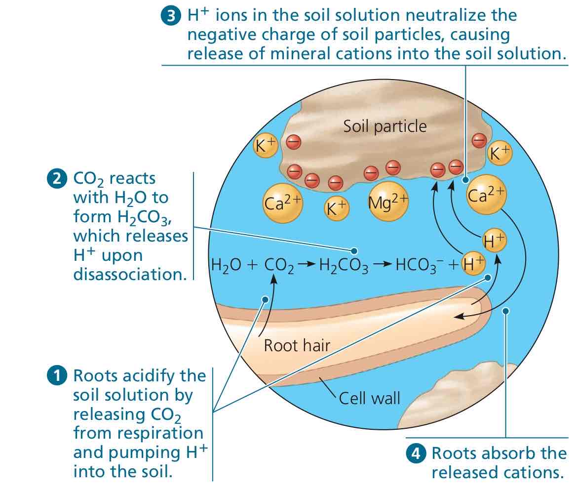 <ol><li><p>Protons are actively transported and pumped out of the root hair into the very small spaces between a soil particle and the root hair itself.</p></li><li><p>SOIL ACIDIFICATION. The pumped protons will “sacrifice” themselves for the cationic nutrients required by the plant, taking the spot of the cations attached to the soil particles.</p></li><li><p>CATION ABSORPTION. These cationic nutrients will be absorbed by the root hair through active transport.</p></li></ol>