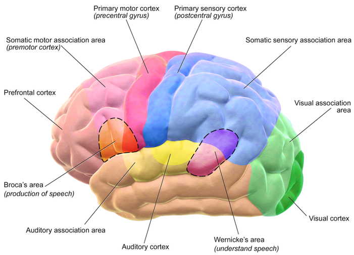 * Cortical areas receiving multimodal sensory inputs - see diagram