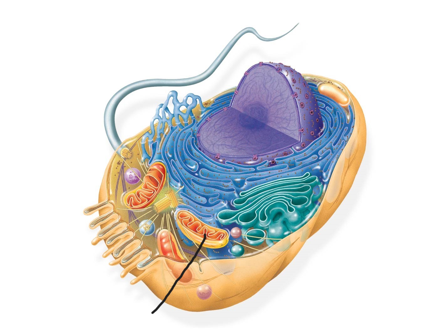 <p>6 animal cell </p>